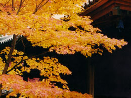 �ʐ^ �R���e�X�g 